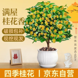 湃点 四季桂 盆栽植物 40-60CM 白色条纹盆