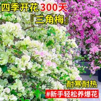 开时果 三角梅扦插花苗盆栽四季开花 爬藤庭院攀援植物阳台花卉树苗盆景 中国红（约25-35cm）+原土 【原土】开花包对版