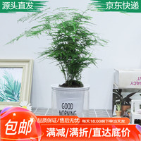 急兔 文竹盆栽 水培土培绿植 含透明吸水盆