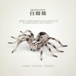童德 昆虫动物玩具模型 白蜘蛛
