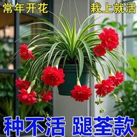 花丫花丫 新品金娃娃吊兰大花重瓣浓香型花卉四季种植盆栽耐热耐寒 金娃娃吊兰/复色/【50天包成活] 卟开花