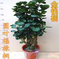 听雪楼 大型绿植金钱兜福禄桐盆栽 50-60cm老桩（不含盆）