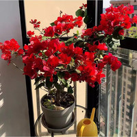 中梦  重瓣三角梅盆栽花卉阳台庭院绿植爬藤飘枝老桩盆景带花四季 中国红(40-50高)