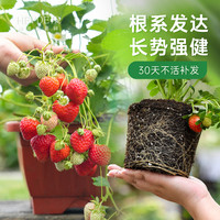 海蒂的花园草莓苗盆栽特大号丹东99红颜苗秧阳台种植带盆土