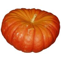 寿禾巨型南瓜种子特大观赏巨人大南瓜 巨型大南瓜种子 1粒装/试种