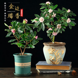 天时双喜 金边瑞香盆栽 精品3年苗养养开花 含盆