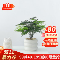 喜鹊说 绿公主盆栽室内办公桌面客厅好养活绿植四季常青花卉植物净化空气 文竹+PVC小甜甜圈盆+铺面 带盆栽好