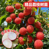 临雅 荔枝树苖果树盆栽嫁接水果树苗庭院四季好养 无核1棵60-80cm