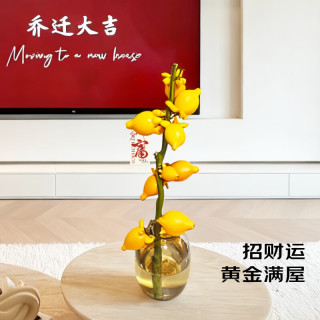 京东鲜花 黄金果福禄果  五代果1支60-70cm