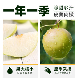 隰悦 山西隰县玉露香梨2025当季新鲜采摘新鲜水果