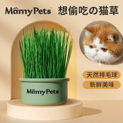 MamyPets amyPets 猫草土培盆栽懒人猫零食猫薄荷去毛球化毛草猫咪