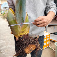 植果缘象耳芋大野芋大型绿植客厅阳台大叶盆栽庭院超大叶植物现挖现发 象耳芋15-17cm直径一颗 裸根不带土