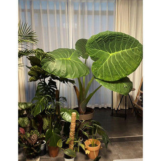 植果缘象耳芋大野芋大型绿植客厅阳台大叶盆栽庭院超大叶植物现挖现发 象耳芋15-17cm直径一颗 裸根不带土