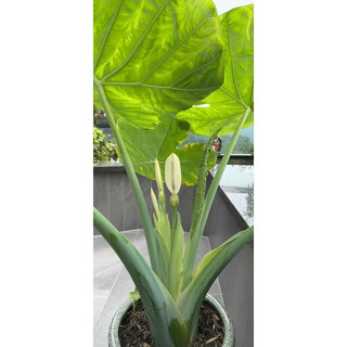 植果缘象耳芋大野芋大型绿植客厅阳台大叶盆栽庭院超大叶植物现挖现发 象耳芋15-17cm直径一颗 裸根不带土