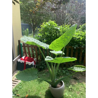 植果缘象耳芋大野芋大型绿植客厅阳台大叶盆栽庭院超大叶植物现挖现发 象耳芋15-17cm直径一颗 裸根不带土
