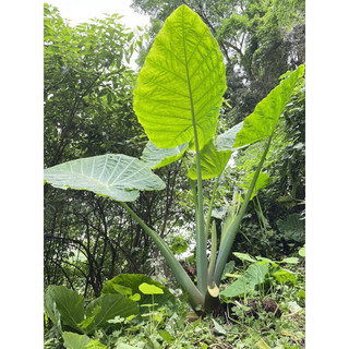 植果缘象耳芋大野芋大型绿植客厅阳台大叶盆栽庭院超大叶植物现挖现发 象耳芋15-17cm直径一颗 裸根不带土