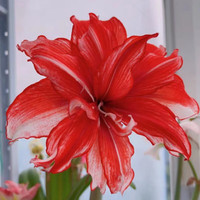 语安朱顶红种球重瓣朱顶红种球大花浓香好养活室内盆栽四季开花卉种子 火焰黛丝(送生根粉+肥) 直径5-6厘米(多杆多次开花)