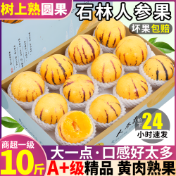 鲸咚亿农 云南石林人参果 带箱5斤 宝宝果【单果30-50g】