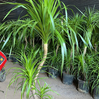 龙血树盆栽造型多头老桩龙须树大型绿植室内客厅净化空气四季常青 龙血树双层S型