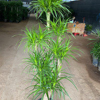 龙血树盆栽造型多头老桩龙须树大型绿植室内客厅净化空气四季常青 多头造型1.6-1.7米