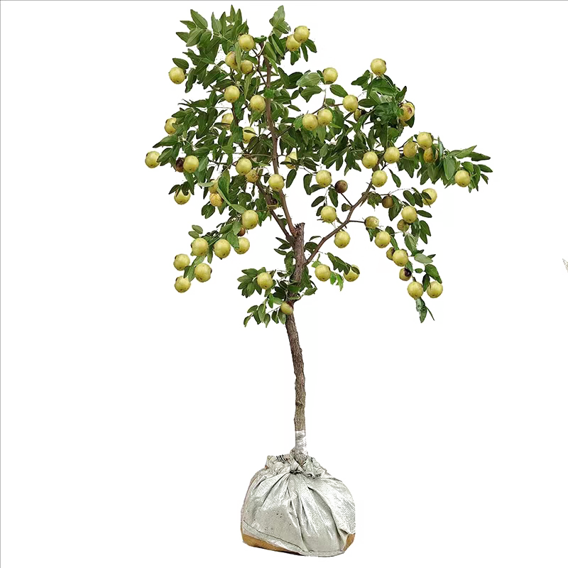 言清枣树树苗 嫁接枣子苗脆枣冬枣南北方种植盆栽地栽庭院阳台果树苗