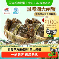 鑫渔人 江苏南京固城湖大闸蟹螃蟹全母蟹鲜活精品蟹中秋