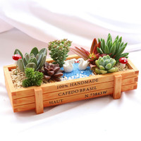 花艺萌 多肉植物组合盆栽 含盆含土 创意diy拼盘 天鹅河畔