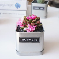 花艺萌 吹雪松锦+铁盒+营养土+黑金纱+贴纸 多肉植物 仙人球盆栽