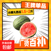 全美 2K小糖丸西瓜 1.5斤-2斤