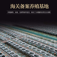 【活蟹】蟹八爷 大闸蟹全母2.5两-2.8两8只装 螃蟹鲜活海鲜生鲜礼盒 源头直发