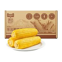 【臻选】黄糯玉米棒东北低脂粗粮饱腹粘糯苞谷免切新鲜真空装