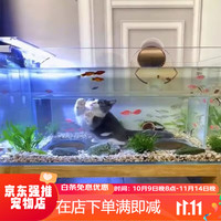IXJSN超白猫窝鱼缸客厅家用抖音同款小猫镂空一体玻璃 筒灯含支架