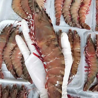 鲜行港湛江特大老虎虾天然海鲜巨型红爪虎虾超大黑虎虾鲜活速冻大号 1盒 每盒净重一斤3-4条
