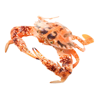 海蕴极鲜【活鲜】鲜活红花蟹 新鲜海捕大螃蟹梭子蟹烧烤食材 250g- 300g /只