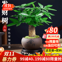 移动端、京东百亿补贴：叹为观止 18种吊兰任你选金边吊兰各种盆栽花卉客厅垂吊桌面植物净化空气 单杆发财树 含盆