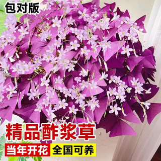 临雅酢浆草种球紫叶醡浆草早花种子孑盆栽阳台四季开花卉醋浆草籽植物 【