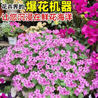 临雅酢浆草种球紫叶醡浆草早花种子孑盆栽阳台四季开花卉醋浆草籽植物 【