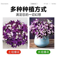 临雅酢浆草种球紫叶醡浆草早花种子孑盆栽阳台四季开花卉醋浆草籽植物 【