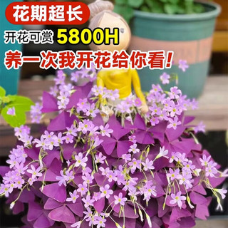 临雅酢浆草种球紫叶醡浆草早花种子孑盆栽阳台四季开花卉醋浆草籽植物 【