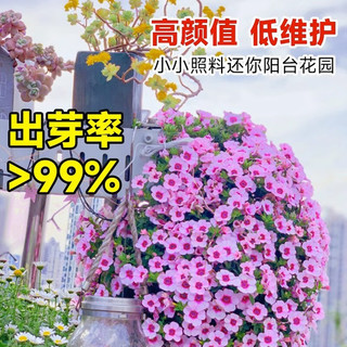 临雅酢浆草种球紫叶醡浆草早花种子孑盆栽阳台四季开花卉醋浆草籽植物 【
