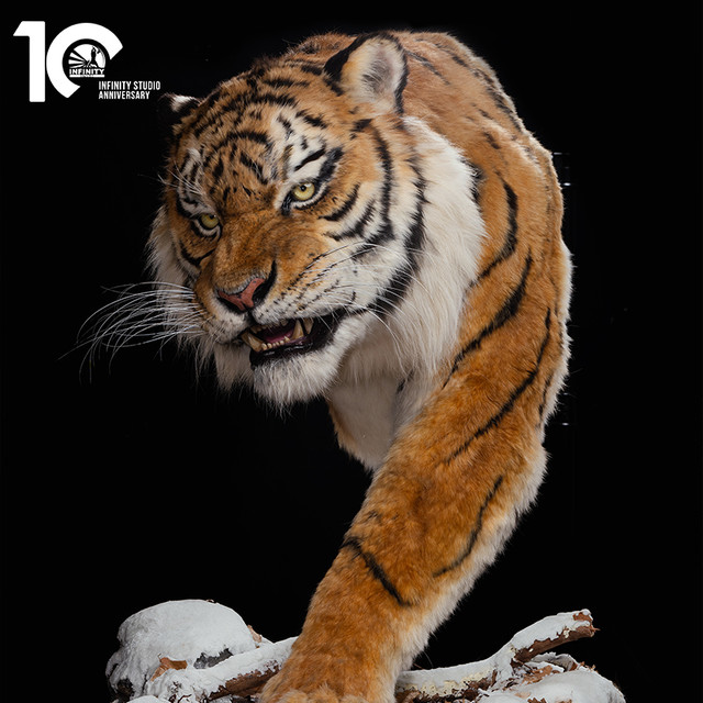 开天工作室 INFINITYSTUDIO 东北虎 1/1博物馆级复制品