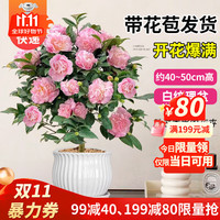 景郁春 JIRYUCUR 山茶花 室内绿植物 40-50cm 白色条纹盆