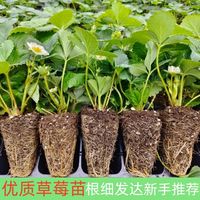 恋品惠 草莓苗原土发货开花大果12棵奶油草莓+肥料