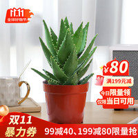 花翁 盆栽室内净化空气花卉绿植仙人掌多肉大号芦荟（简易盆）源头直发