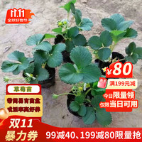 滨淇 草莓苗奶油草莓四季草莓苗当年结果草莓苗带原土5棵源头直发