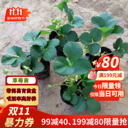 滨淇 草莓苗奶油草莓四季草莓苗当年结果草莓苗带原土5棵源头直发