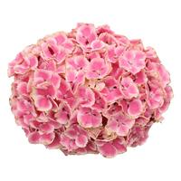 海蒂的花园绣球花苗卡米拉海妈花园大花阳台庭院花卉植物盆栽花苗