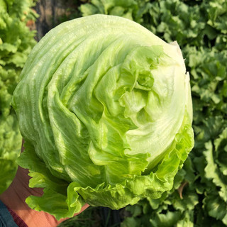 【千牛优福】球生菜500g新鲜蔬菜沙拉食材汉堡球形西生菜 5斤