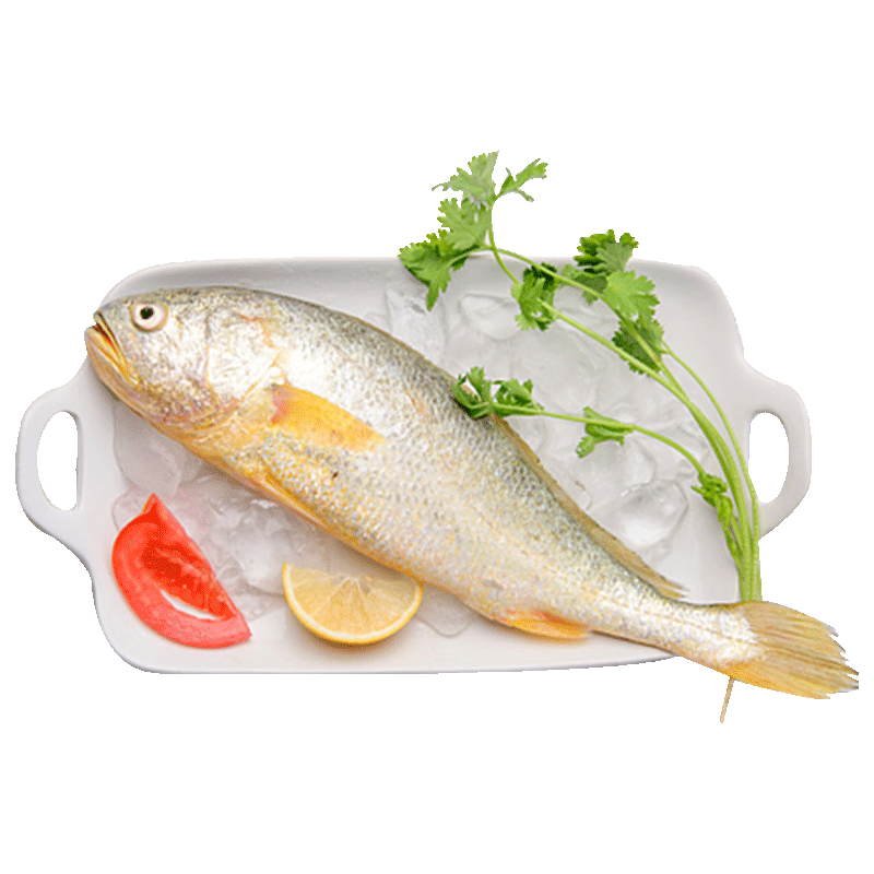 朵芙黄花鱼 冰鲜大黄鱼 黄鱼 海鲜水产 烧烤食材生鲜鱼类年货送礼 【码头直供】大黄鱼