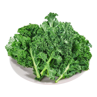 马保果羽衣甘蓝 绿叶甘兰嫩叶芥蓝菜kale西餐沙拉健康轻食绿叶菜蔬菜